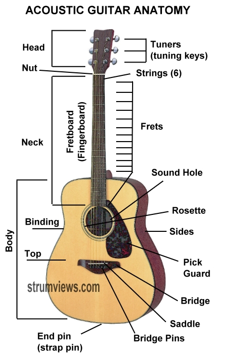 Anatomy of an acoustic guitar